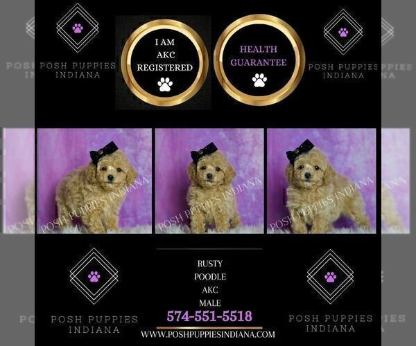 Medium Photo #2 Poodle (Toy) Puppy For Sale in WARSAW, IN, USA