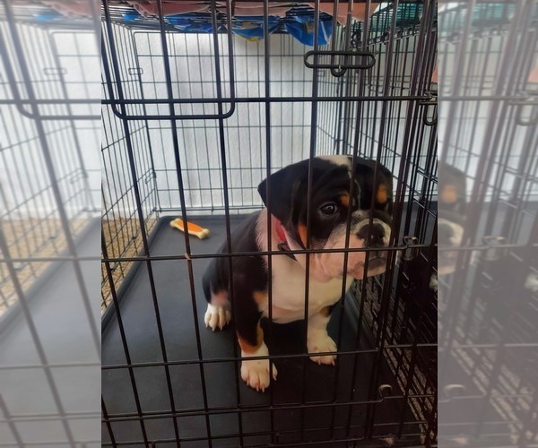 Medium Photo #2 Bulldog Puppy For Sale in ANAHEIM, CA, USA