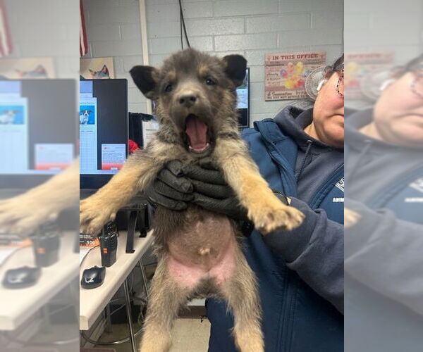 Medium Photo #1 German Shepherd Dog Puppy For Sale in Stockton, CA, USA