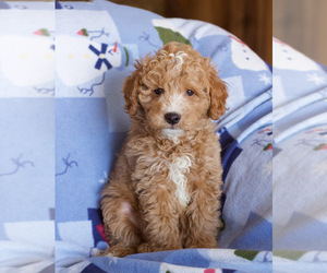 Goldendoodle (Miniature) Puppy for sale in MILWAUKEE, WI, USA