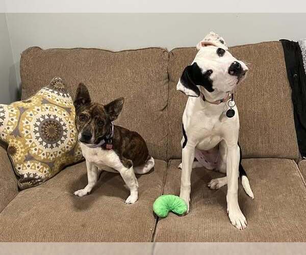 Medium Photo #2 Jack Russell Terrier-Plott Hound Mix Puppy For Sale in Springdale, PA, USA