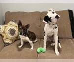 Small #1 Jack Russell Terrier-Plott Hound Mix