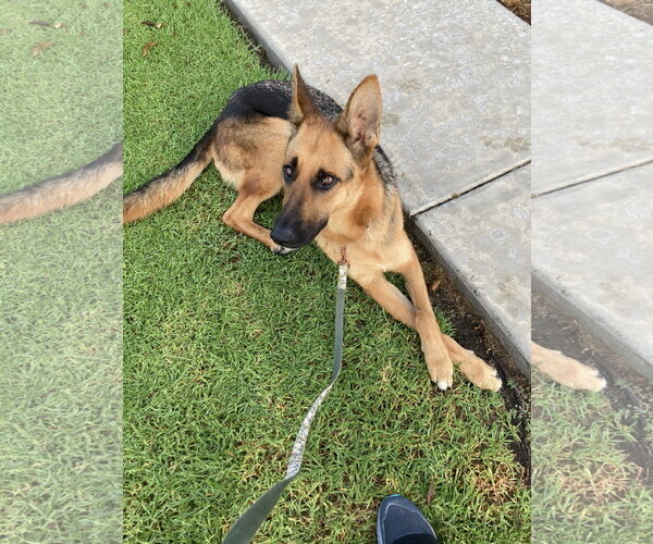 Medium Photo #11 German Shepherd Dog Puppy For Sale in San Diego, CA, USA