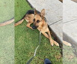 Small #10 German Shepherd Dog