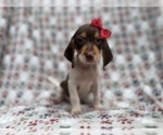 Small #5 Beagle
