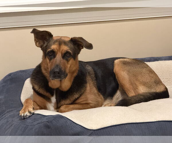 Medium Photo #2 German Shepherd Dog-Unknown Mix Puppy For Sale in Mechanicsburg, PA, USA