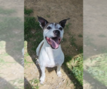 Small #4 Boxer Mix