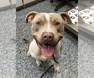 American Pit Bull Terrier Dogs for adoption in Jackson , NJ, USA