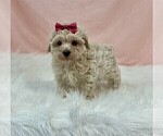 Small #5 Poodle (Toy)