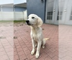 Small Photo #36 English Cream Golden Retriever Puppy For Sale in ORLANDO, FL, USA