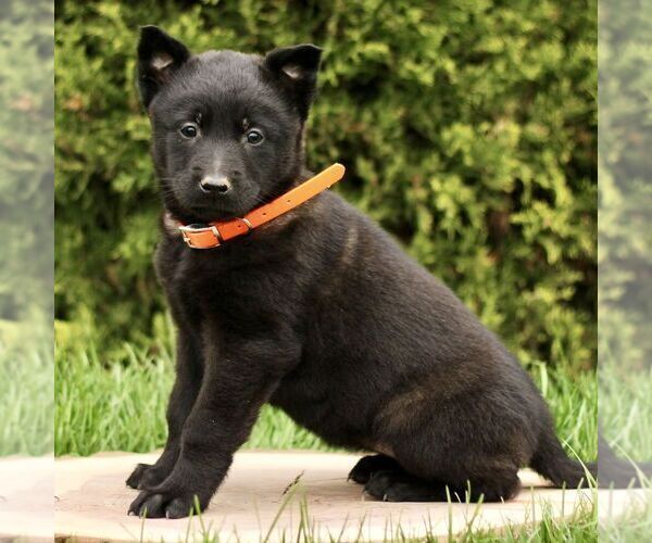 Medium Photo #3 Belgian Malinois Puppy For Sale in RONKS, PA, USA