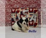 Small #1 Cavapoo