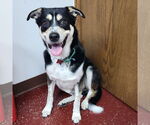 Small #14 Mutt