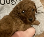 Small Photo #22 Poodle (Miniature) Puppy For Sale in RUDD, IA, USA