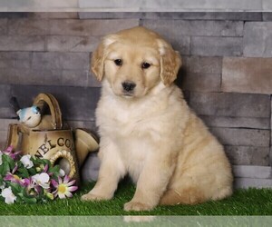 Golden Retriever Puppy for sale in FREDERICKSBG, OH, USA