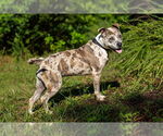 Small #3 Catahoula Leopard Dog