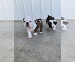 Small Photo #7 English Bulldog Puppy For Sale in LA VERNIA, TX, USA