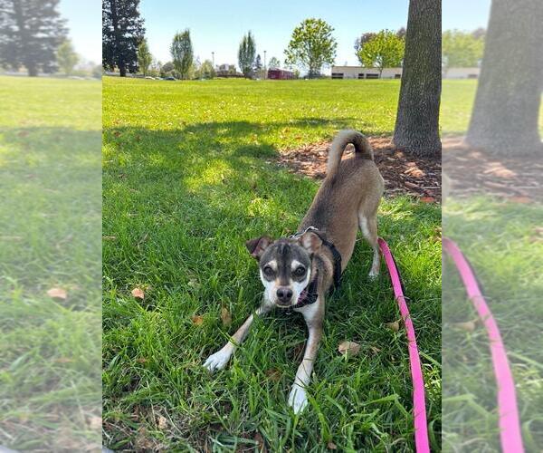 Medium Photo #9 Chihuahua-Unknown Mix Puppy For Sale in San Jose, CA, USA