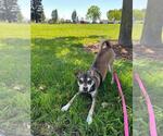 Small #8 Chihuahua Mix