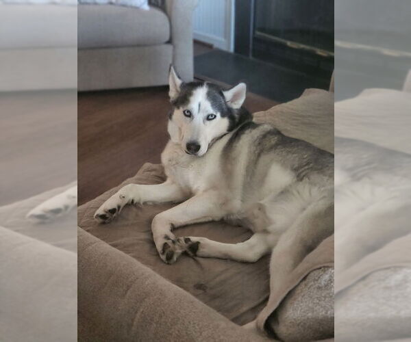 Medium Photo #4 Siberian Husky Puppy For Sale in Severn, MD, USA