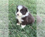 Small Photo #1 Australian Shepherd Puppy For Sale in MARION, SC, USA