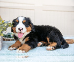 Small Photo #16 Bernese Mountain Dog Puppy For Sale in BIRD IN HAND, PA, USA