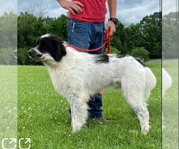 Medium Photo #1 Labrenees Puppy For Sale in Croydon, NH, USA