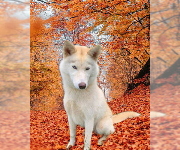 Medium Photo #2 Siberian Husky Puppy For Sale in Mt. Laurel, NJ, USA