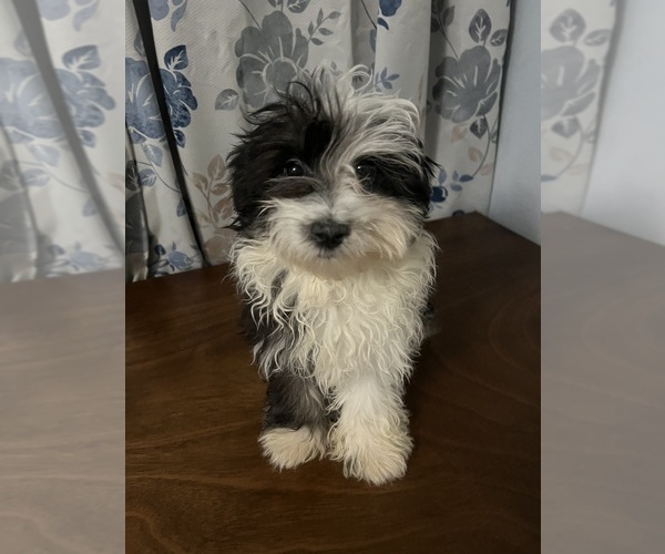 Medium Photo #27 Havanese Puppy For Sale in DURHAM, CT, USA