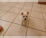 Small Photo #8 West Highland White Terrier Puppy For Sale in HAM LAKE, MN, USA