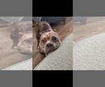 Small #2 Bulldog Mix