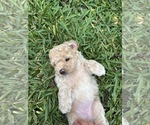Small Photo #21 Bichpoo Puppy For Sale in NORTH PORT, FL, USA
