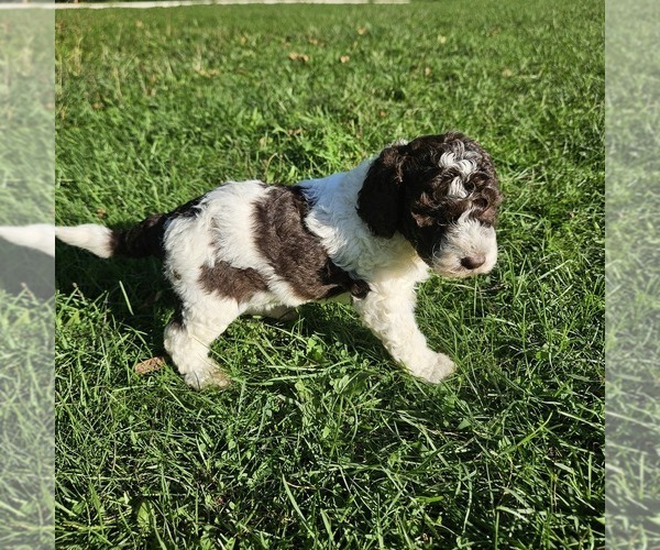 Medium Photo #3 Poodle (Miniature) Puppy For Sale in WHITEWATER, WI, USA