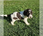 Small #2 Poodle (Miniature)