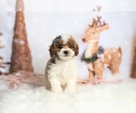 Puppy 6 Goldendoodle (Miniature)