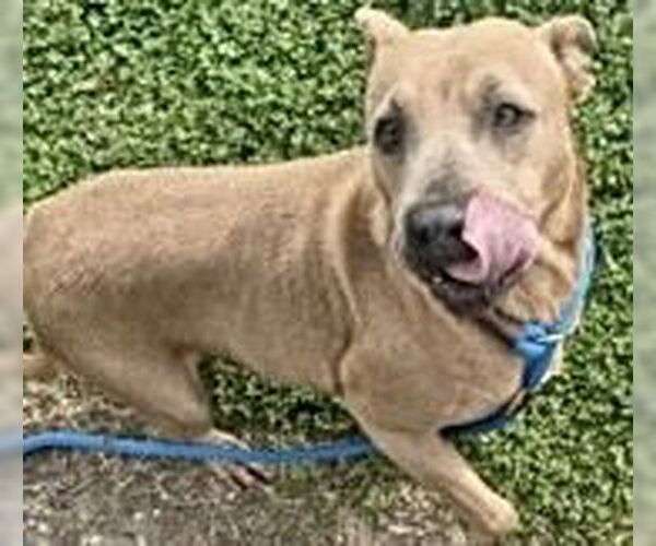 Medium Photo #3 Mutt Puppy For Sale in Houston, TX, USA