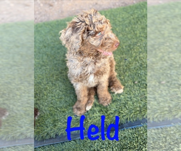 Medium Photo #20 Poodle (Standard) Puppy For Sale in APACHE JUNCTION, AZ, USA
