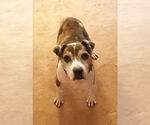 Small #6 American Pit Bull Terrier Mix