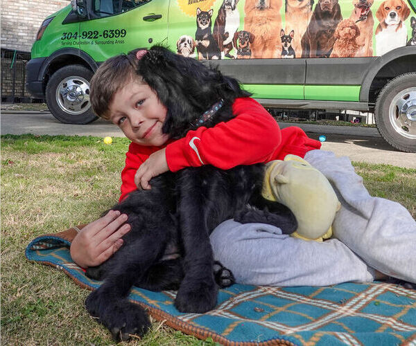 Medium Photo #8 Black Russian Terrier Puppy For Sale in S CHARLESTON, WV, USA