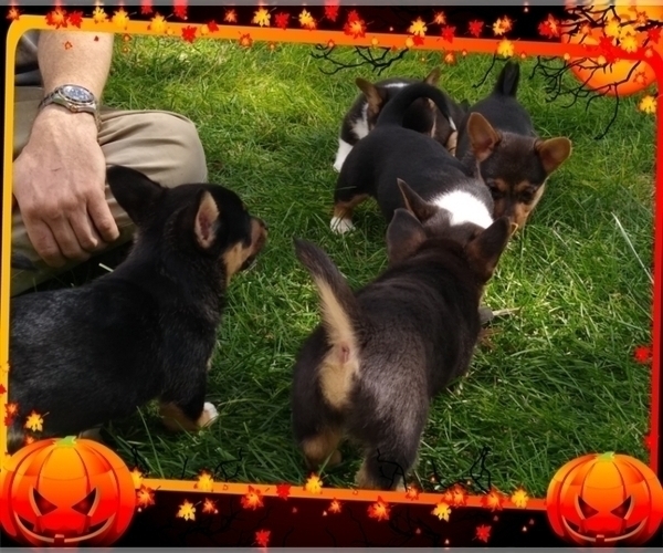 Medium Photo #32 Pembroke Welsh Corgi-Scottish Terrier Mix Puppy For Sale in GREELEY, CO, USA