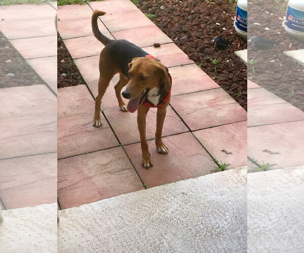 Medium Photo #11 Beagle Puppy For Sale in Tampa, FL, USA