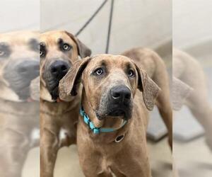 Rhodesian Ridgeback Dogs for adoption in Santa Maria, CA, USA