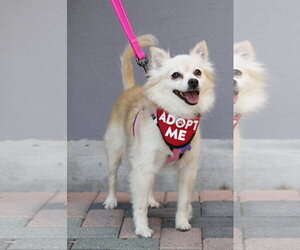 Buttercup - Female Chiranian Dog for Adoption - Photo #8