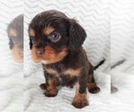 Puppy Puppy 4 Male Cavalier King Charles Spaniel