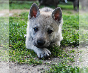 Czech Wolfdog-Wolf Hybrid Mix Puppy for sale in Darova, Timis, Romainia