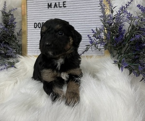 Aussiedoodle Miniature  Puppy for Sale in ARCADIA, Florida USA