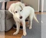 Small #8 Great Pyrenees