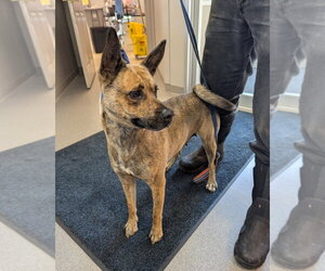 Perdita - Female Mutt Dog for Adoption