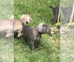 Small Photo #5 Weimaraner Puppy For Sale in NEW KINGSTON, NY, USA