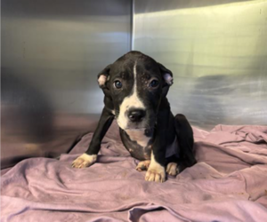 Mutt Dogs for adoption in Woodbury, NY, USA